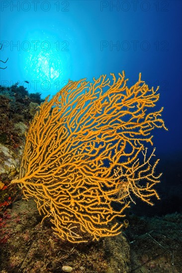 Backlight image of Yellow Gorgonian