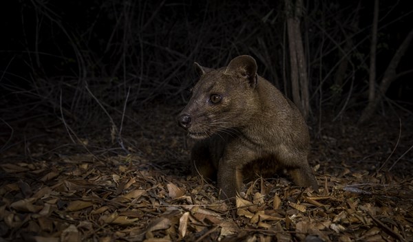 Fossa