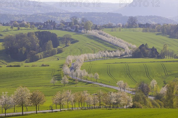 Cherry avenue on the Adamsberg with a view of the Koenigstein Fortress and the Lilienstein