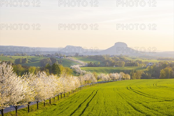 Cherry avenue on the Adamsberg with a view of the Koenigstein Fortress and the Lilienstein