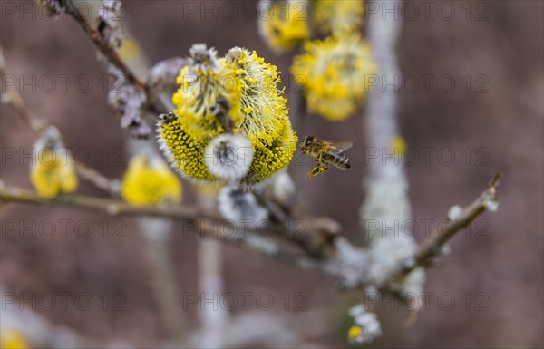 Bees gather nectar on willow catkins in the first warm rays of sunshine