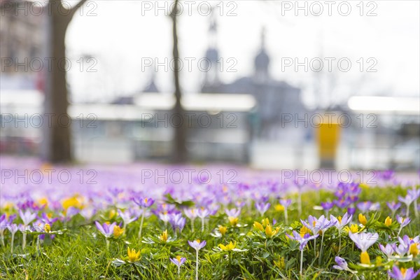 Thousands of crocuses and winter roses are in bloom around the Golden Rider at Neustaedter Markt and are a popular photo motif