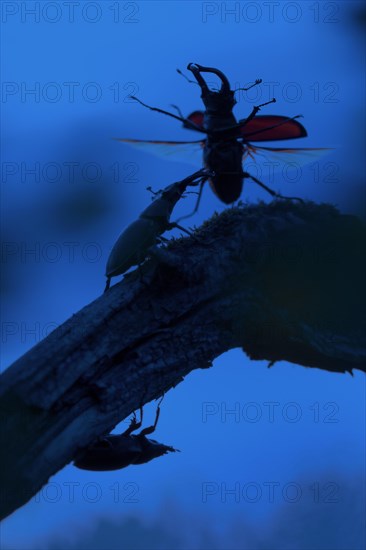 European stag beetles