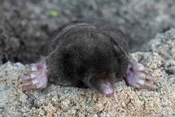 European mole