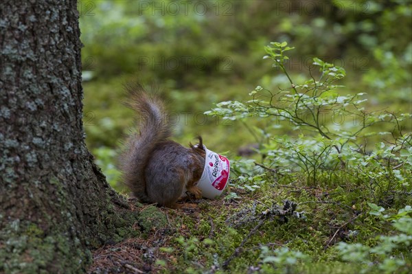 Eurasian red squirrel