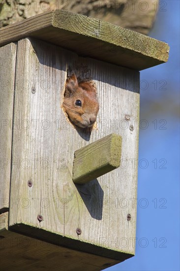 Eurasian red squirrel