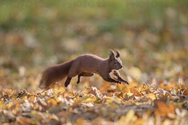 Cute Eurasian red squirrel