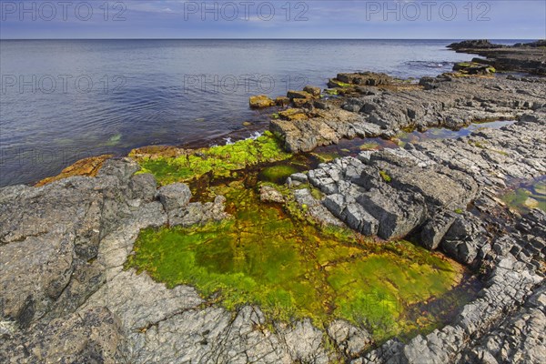 Alga in tide pool