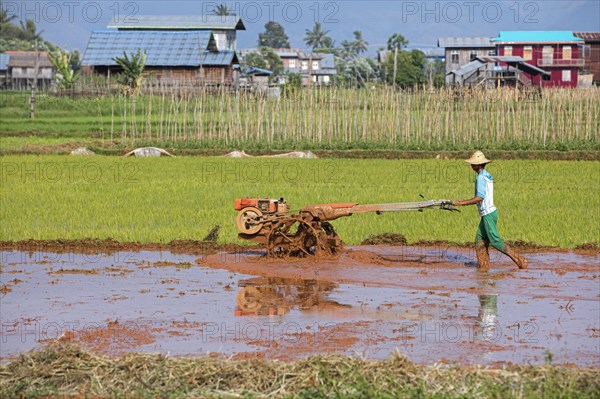 Burmese farmer ploughing rice field with mechanical plough