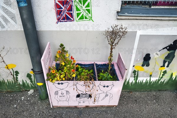 Pink flower box with nasturtium