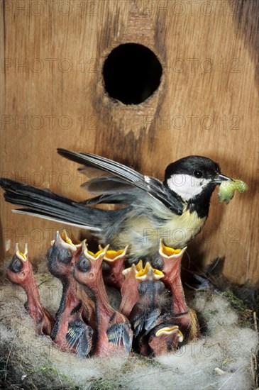 Interior of birdhouse showing Great tit