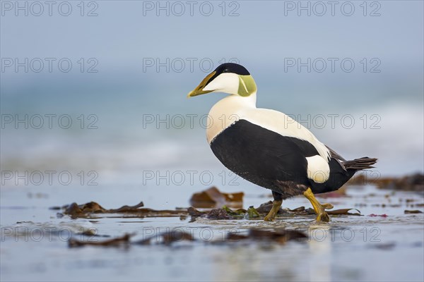 Common Eider