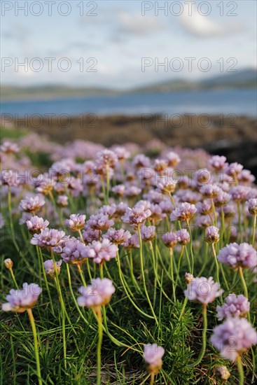 An upright shot of sea pink