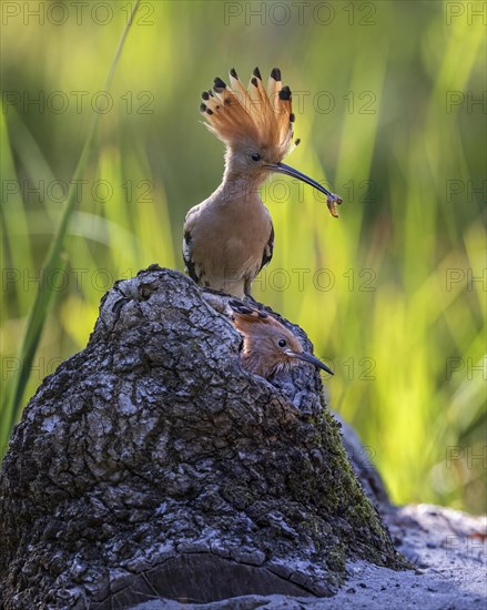 Hoopoe