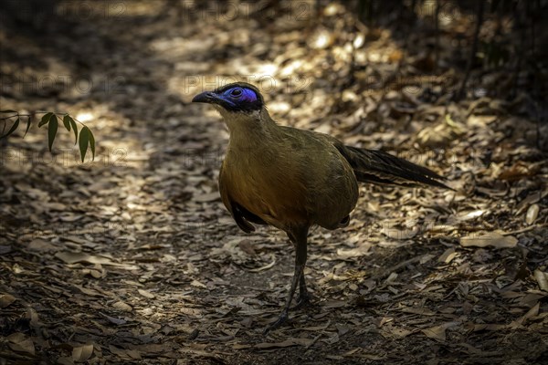 Giant Coa in the dry forests of the Kirindy Forest in western Madagascar