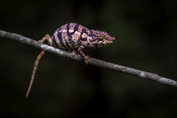 Rhinoceros chameleon