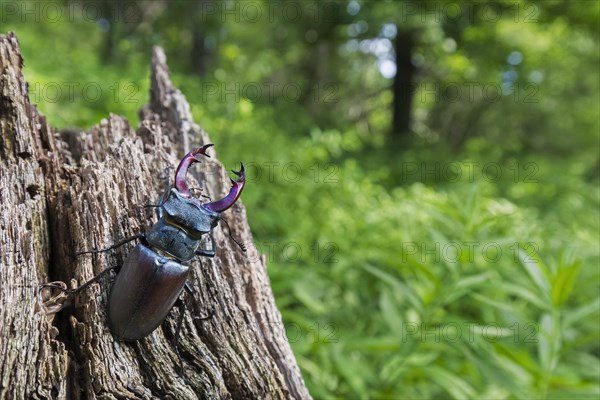 European stag beetle