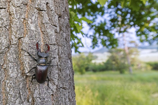 European stag beetle