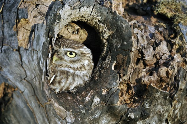 Close up of nesting Little owl