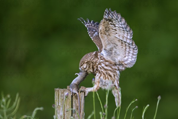 Ringed little owl