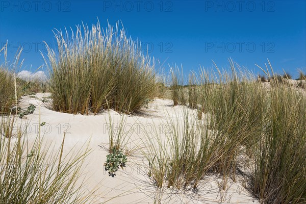 Dunes at Simos Beach