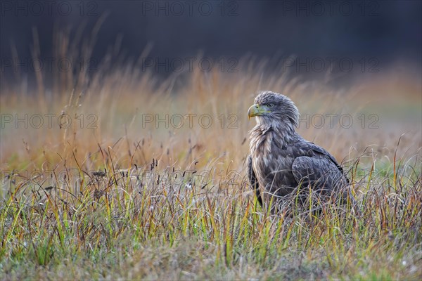 White-tailed eagle