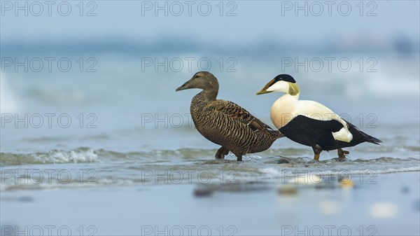 Common Eider