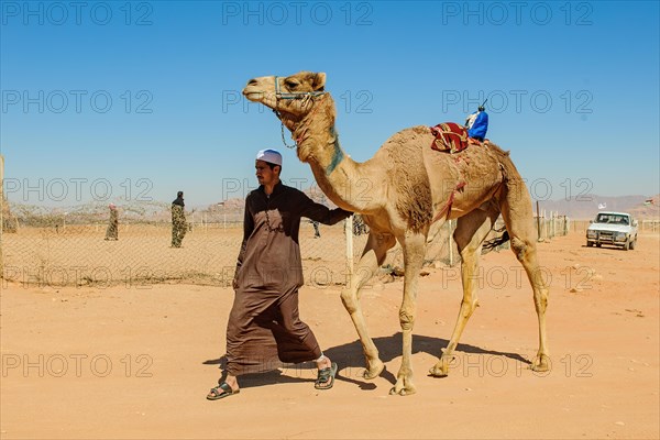 Camel racing camel with electronic jockey mounted on its back for official camel race being led to race track by camel keeper staff of racing stable