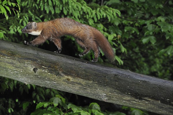 European pine marten