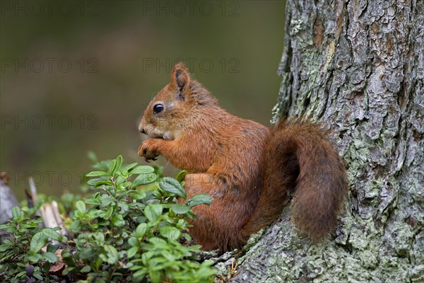 Eurasian red squirrel