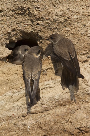 European sand martin