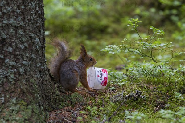 Eurasian red squirrel