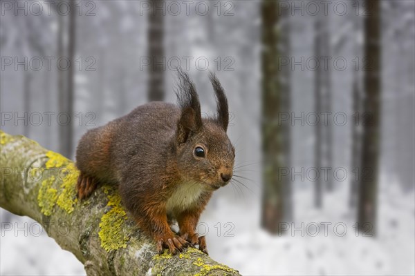 Eurasian red squirrel