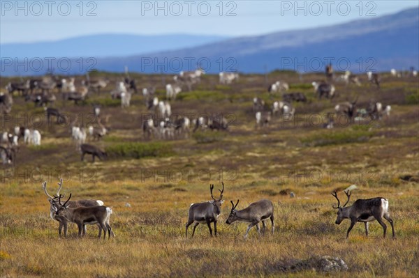 Reindeer