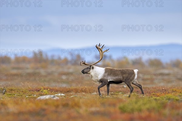 Reindeer