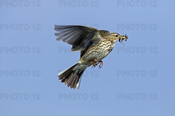 Meadow pipit