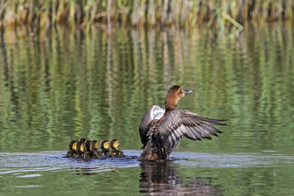 Common pochard