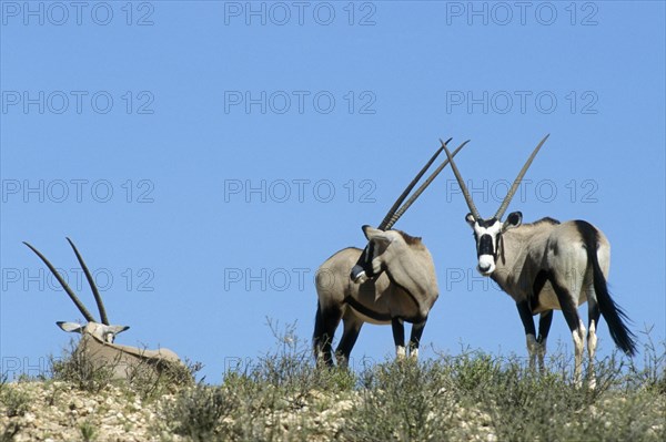 Three gemsbok