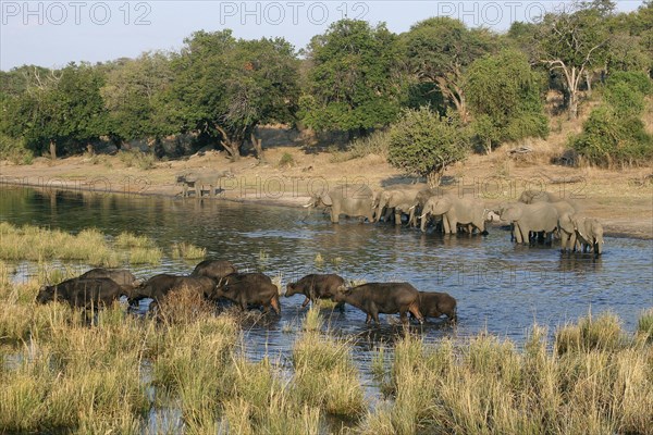 African elephants