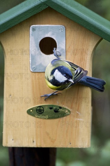 Great Tit