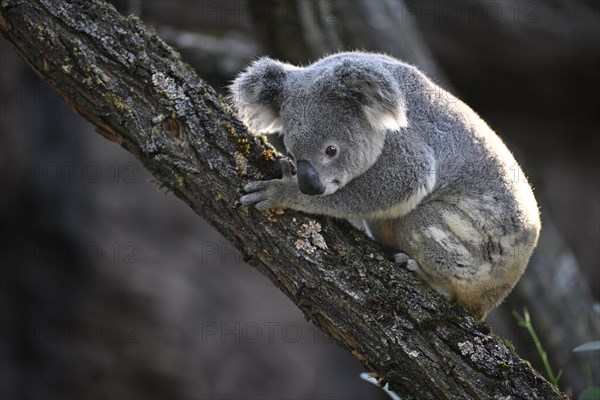 Koala