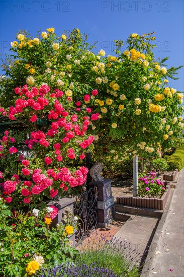 Private rose garden at the roadside