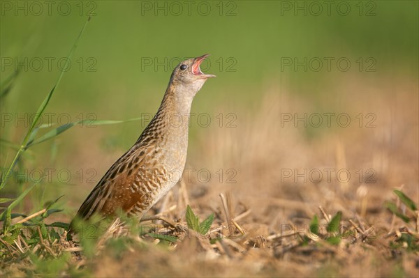 Corn crake