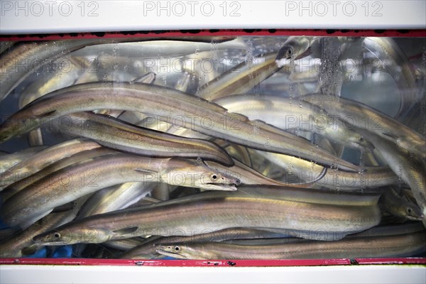 Japanese eels