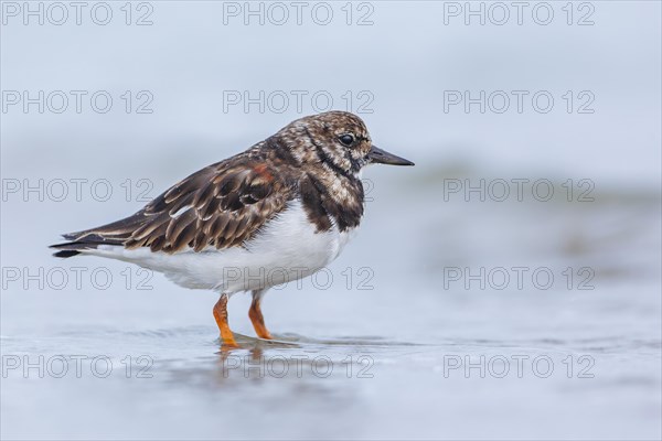 Ruddy turnstone