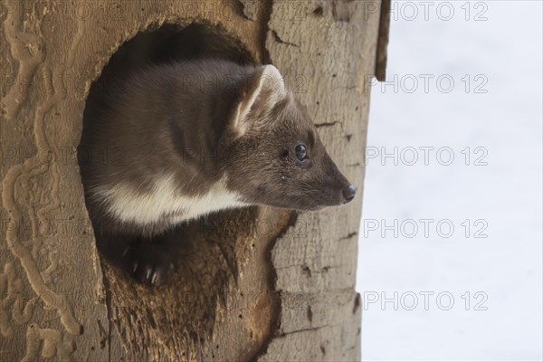 European pine marten