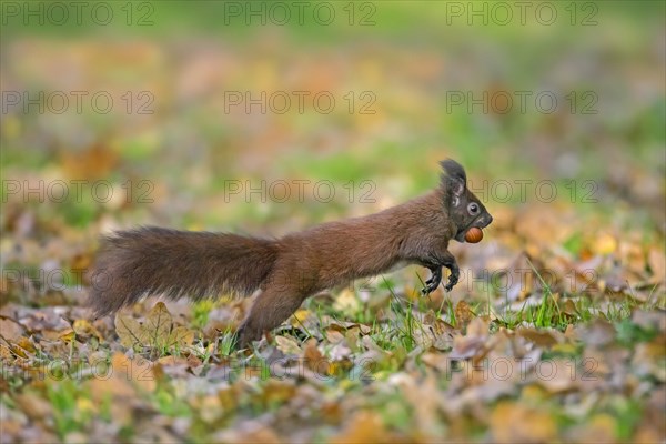 Eurasian red squirrel