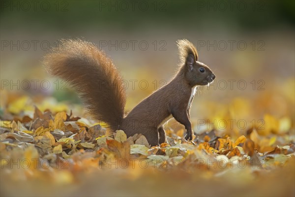 Cute Eurasian red squirrel