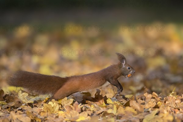 Eurasian red squirrel