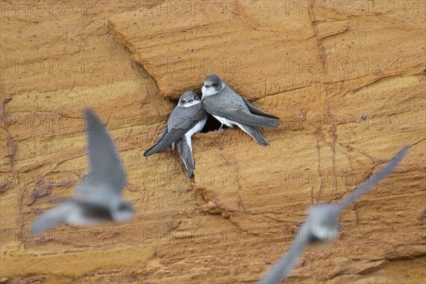 Couple of sand martins